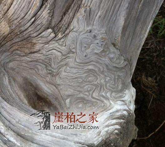 图文直播,在悬崖缝隙中挖天价崖柏的村民-6