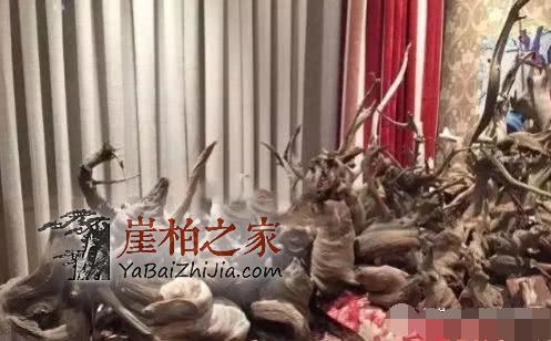 崖柏各种皮质打磨大比拼!-1