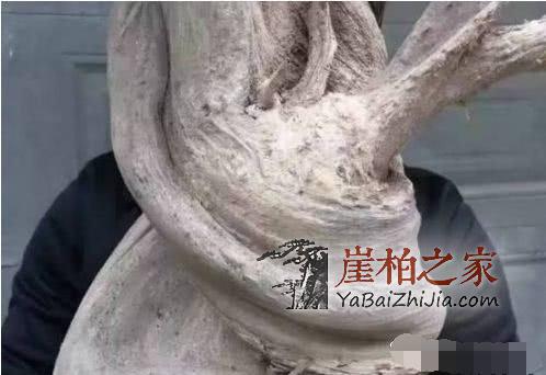 崖柏各种皮质打磨大比拼!-6