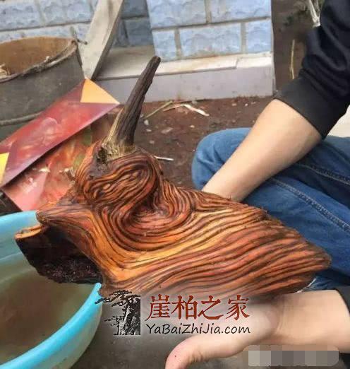 崖柏各种皮质打磨大比拼!-5
