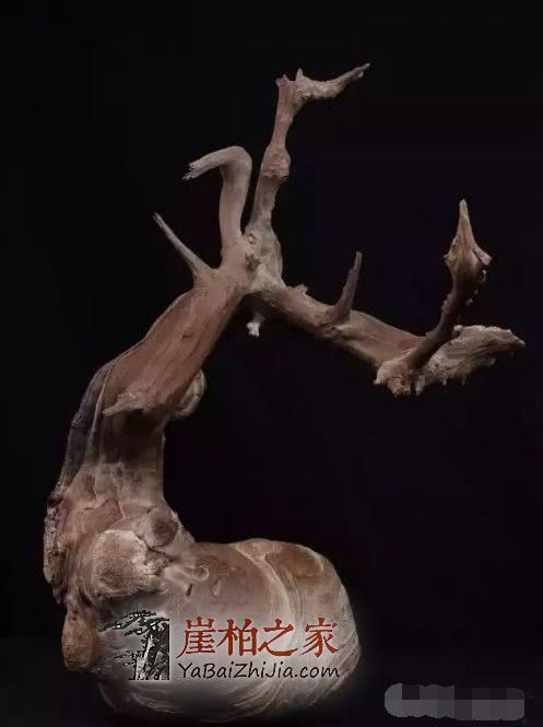 崖柏各种皮质打磨大比拼!-13