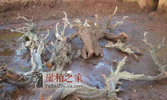 玩崖柏如何挑选毛料?看完这篇文章不再纠结!-1