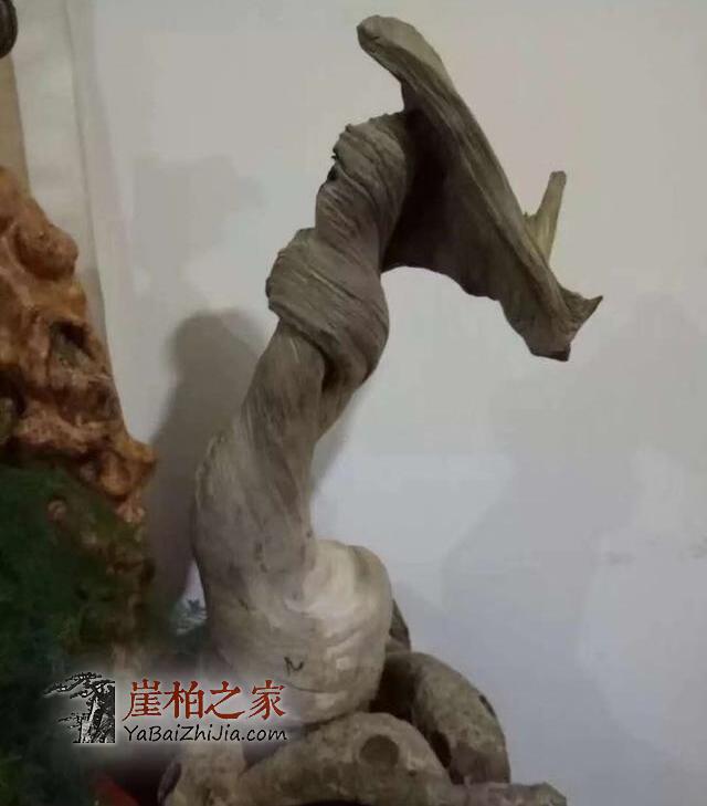 玩崖柏如何挑选毛料?看完这篇文章不再纠结!-4