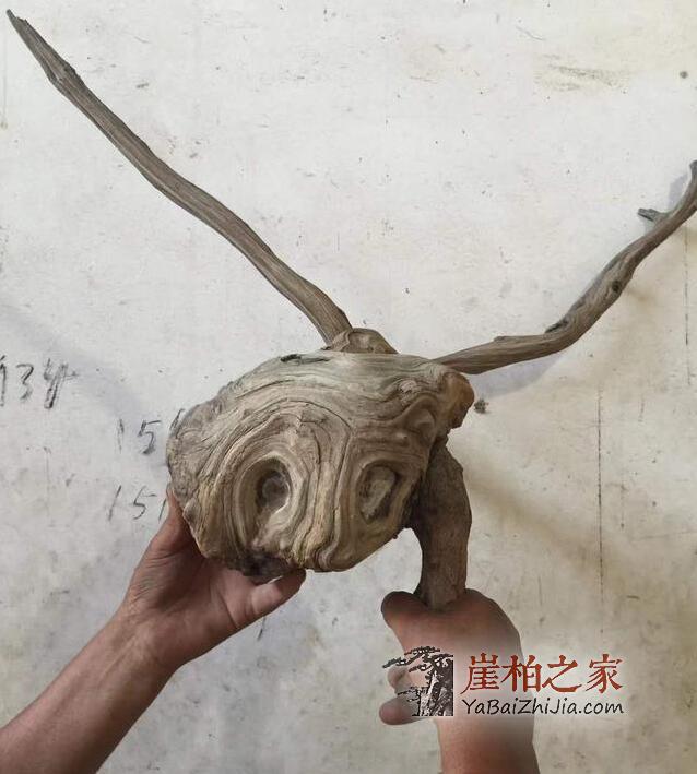 玩崖柏如何挑选毛料?看完这篇文章不再纠结!-5