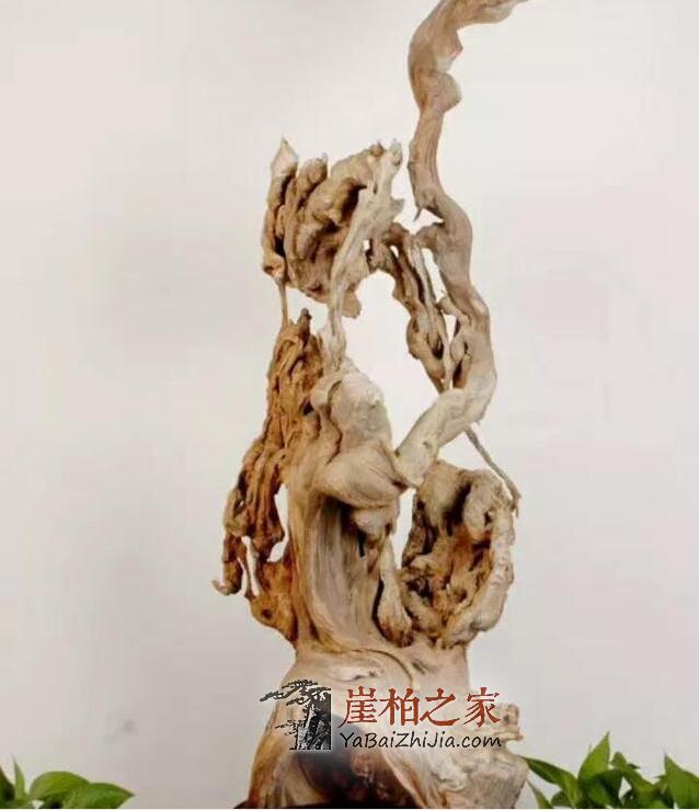 玩崖柏如何挑选毛料?看完这篇文章不再纠结!-8