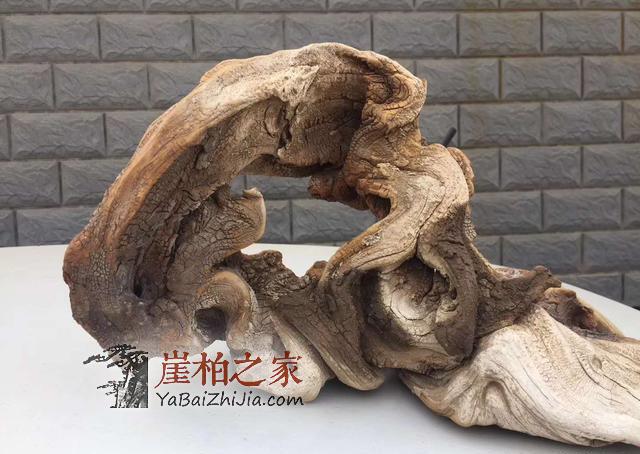 玩崖柏如何挑选毛料?看完这篇文章不再纠结!-10