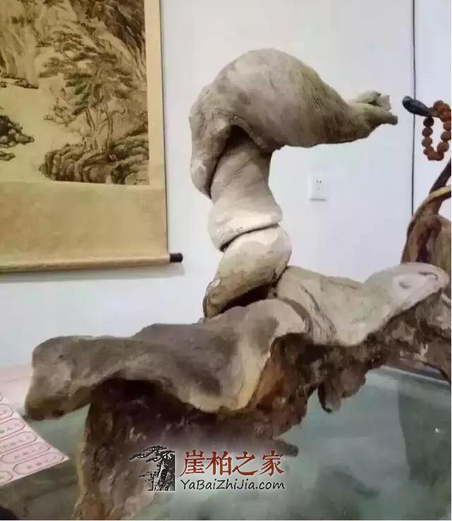 崖柏面临的最大问题，您可知道？-1