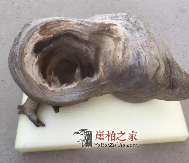 崖柏面临的最大问题,您可知道?-2