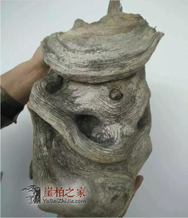 崖柏面临的最大问题,您可知道?-3