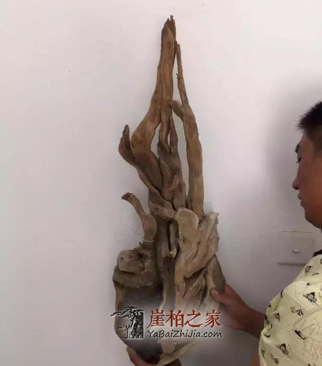 崖柏面临的最大问题,您可知道?-4