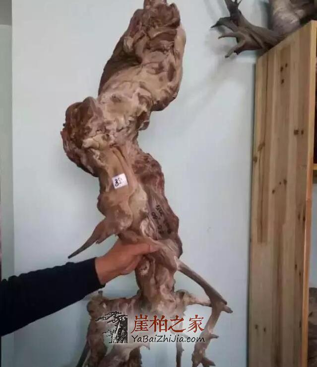 崖柏面临的最大问题,您可知道?-5