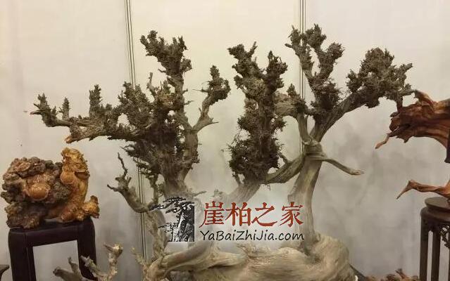 玩崖柏的人,不一定有钱,但是一定是懂得如何生活的人!-1