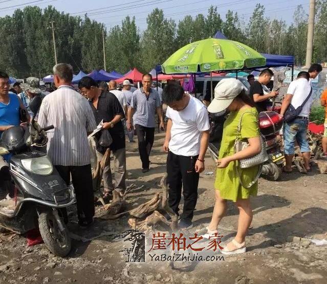 玩崖柏的人,不一定有钱,但是一定是懂得如何生活的人!-2