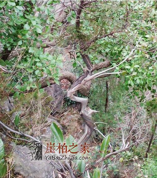 崖柏居然有这么多惊人的功效!-1