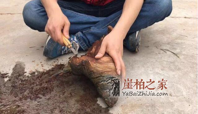 崖柏打磨第一步“勾刀清腐皮“-9