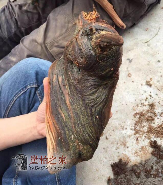 崖柏打磨第一步“勾刀清腐皮“-12