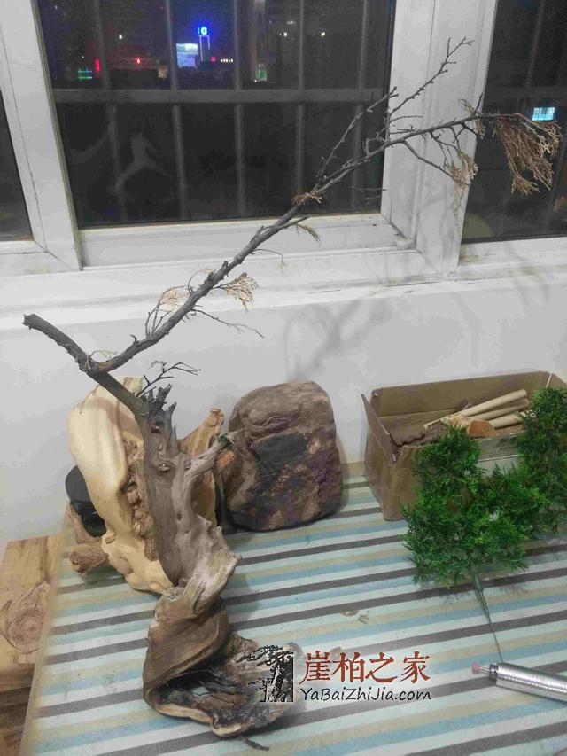 崖柏之家教您如何制作崖柏盆景(真崖柏枝干,假崖柏叶子)-1