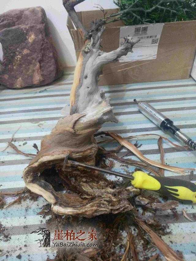 崖柏之家教您如何制作崖柏盆景(真崖柏枝干,假崖柏叶子)-3