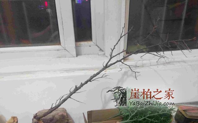 崖柏之家教您如何制作崖柏盆景(真崖柏枝干,假崖柏叶子)-2