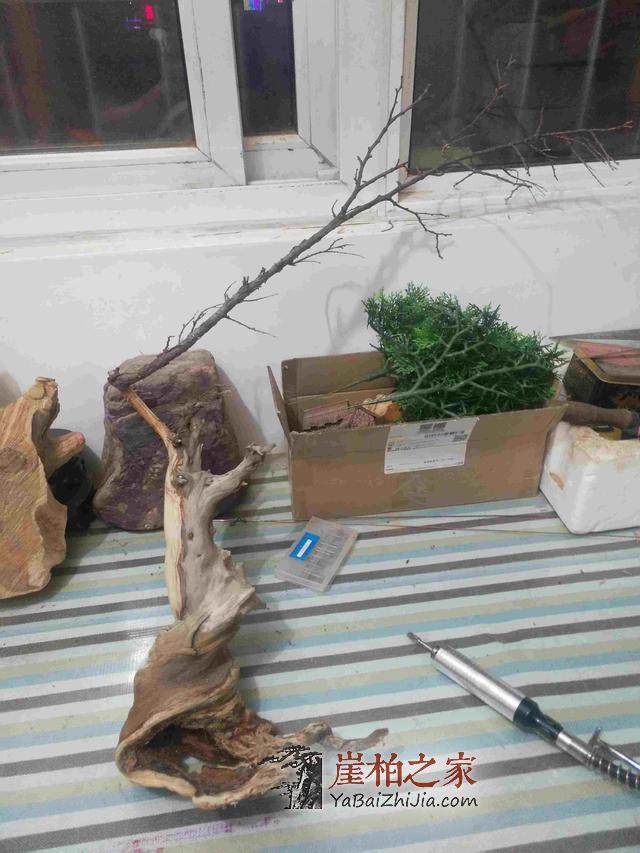 崖柏之家教您如何制作崖柏盆景(真崖柏枝干,假崖柏叶子)-7