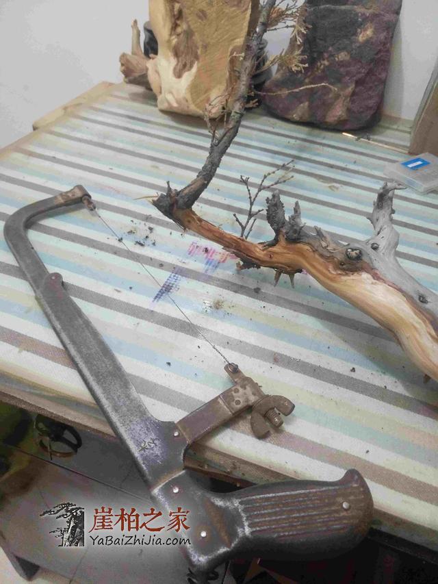 崖柏之家教您如何制作崖柏盆景(真崖柏枝干,假崖柏叶子)-6