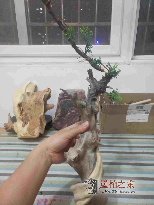 崖柏之家教您如何制作崖柏盆景(真崖柏枝干,假崖柏叶子)-11