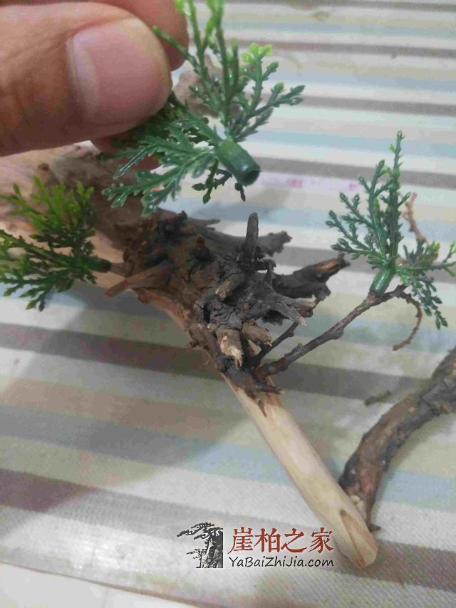 崖柏之家教您如何制作崖柏盆景(真崖柏枝干,假崖柏叶子)-9