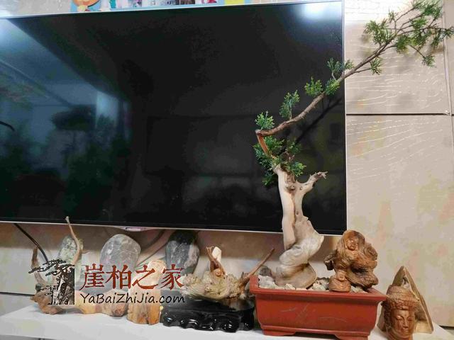 崖柏之家教您如何制作崖柏盆景(真崖柏枝干,假崖柏叶子)-13