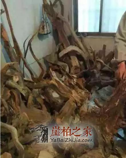 何谓崖柏老茬头?崖柏老茬头 的“终结者”解释-5