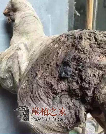 何谓崖柏老茬头?崖柏老茬头 的“终结者”解释-4