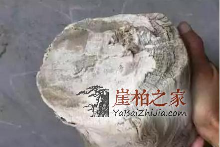 何谓崖柏老茬头?崖柏老茬头 的“终结者”解释-1