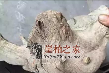 何谓崖柏老茬头?崖柏老茬头 的“终结者”解释-3