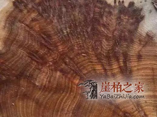 市面上满瘤疤崖柏手串,为什么就不是什么正经崖柏?-4