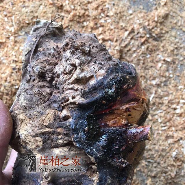 崖柏雷击木,那都是忽悠人的,喜欢崖柏手串的朋友注意了!-7