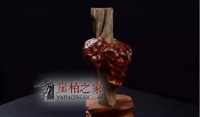 为何太行料崖柏价格与川料崖柏价格差距如此巨大呢?-6