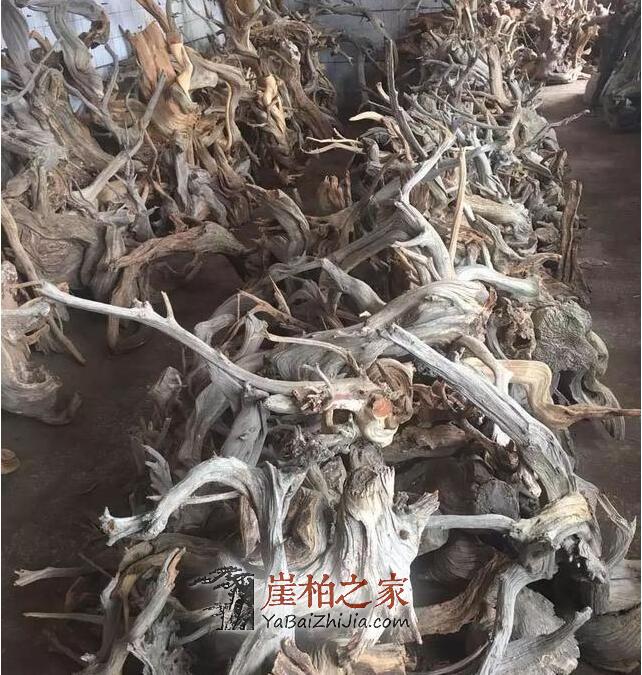 崖柏之家教你挑选崖柏毛料的五大学问-1
