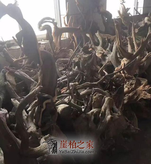 崖柏之家教你挑选崖柏毛料的五大学问-2
