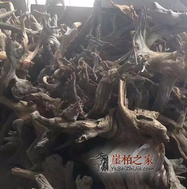 崖柏之家教你挑选崖柏毛料的五大学问-4
