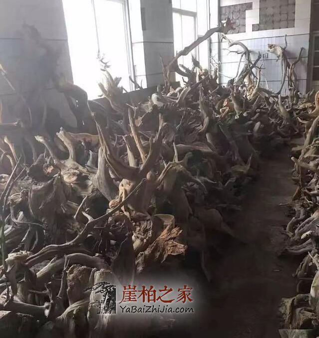 崖柏之家教你挑选崖柏毛料的五大学问-6