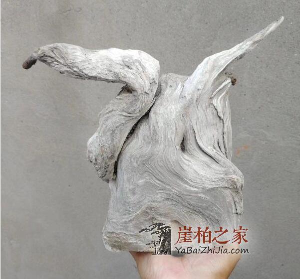 古人古书中是如何评价崖柏的?