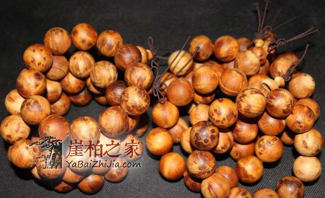 涨姿势了!原来崖柏瘤子是这样形成的-1
