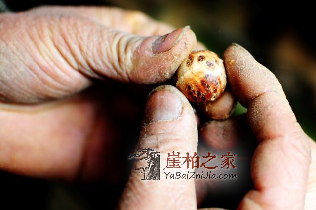 崖柏车珠子你了解多少?不会搞珠子的玩友不是好柏友-4