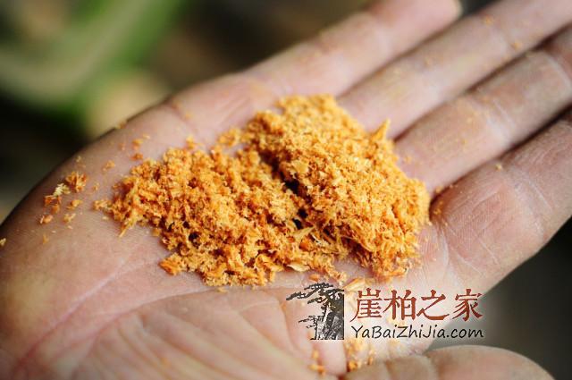 崖柏车珠子你了解多少?不会搞珠子的玩友不是好柏友-5