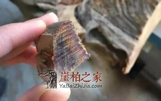 崖柏老司机的心里话!看了受益匪浅!-1