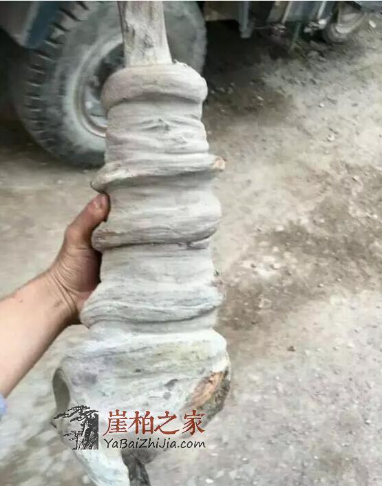 崖柏老司机的心里话!看了受益匪浅!-2