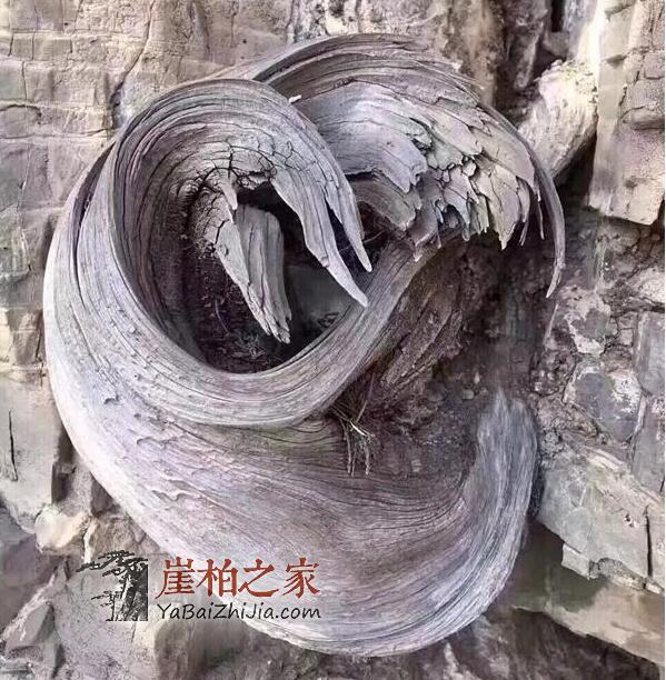 玩崖柏到底玩的是什么?本文或许有你想要的答案-1