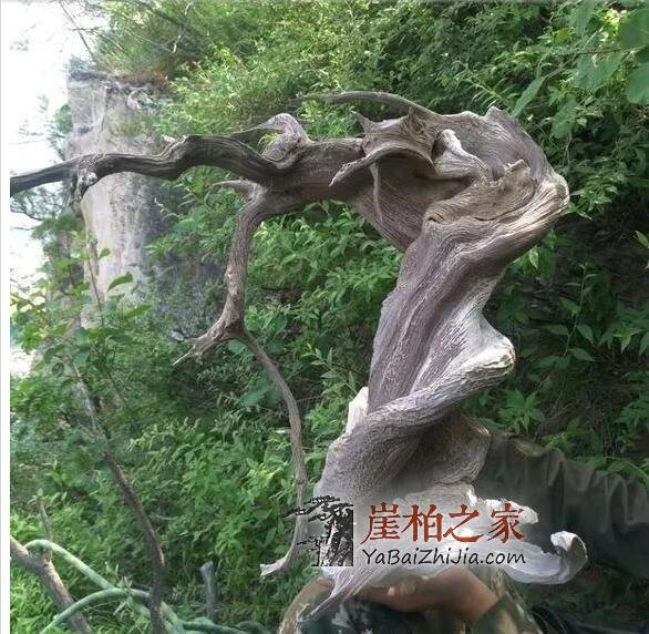 玩崖柏到底玩的是什么?本文或许有你想要的答案-2