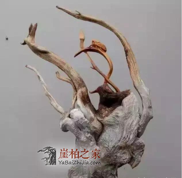 玩崖柏到底玩的是什么?本文或许有你想要的答案-3