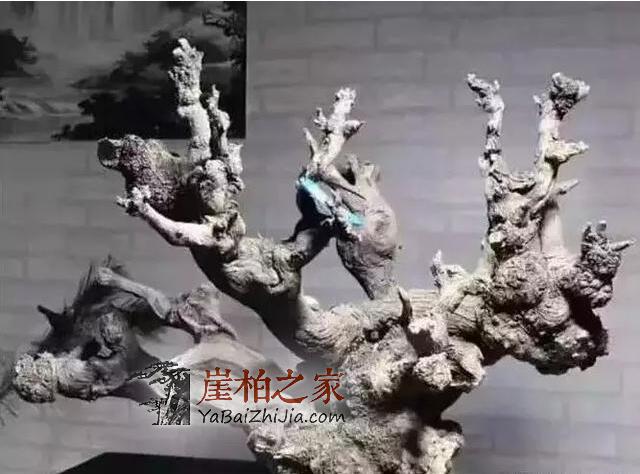 玩崖柏到底玩的是什么?本文或许有你想要的答案-5
