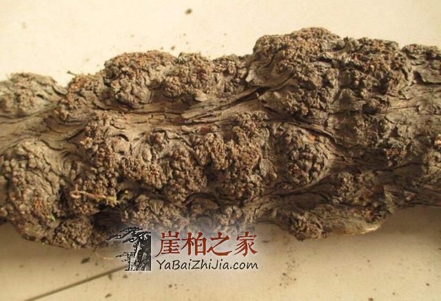 这几种崖柏料 带你初识崖柏艺术-4